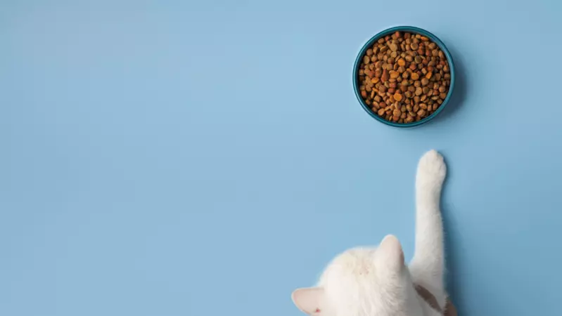 Is eating cat outlet food bad for dogs